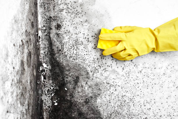 Best Office Mold Removal Services  in Baidland, PA