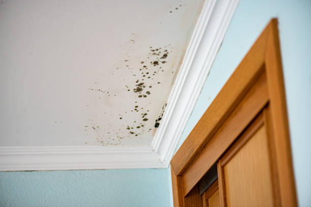 Best Certified Mold Removal  in Baidland, PA