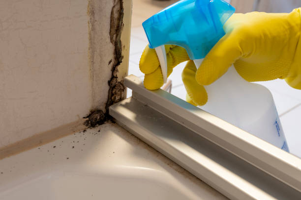 Best Mold Damage Repair  in Baidland, PA