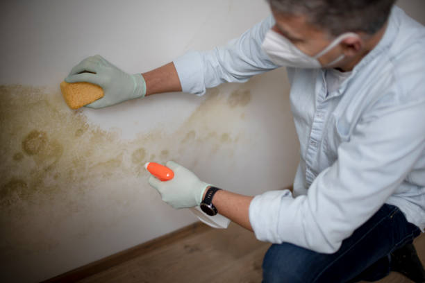 Best Local Mold Removal Service  in Baidland, PA