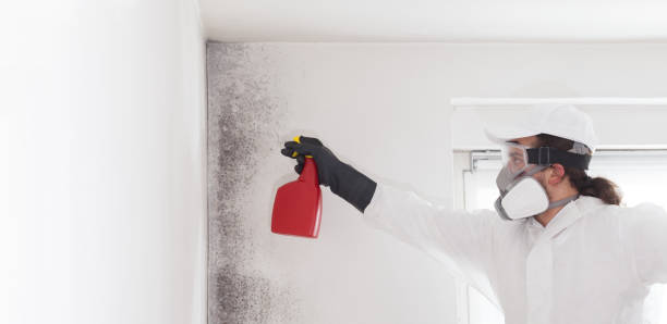 Best Black Mold Removal  in Baidland, PA