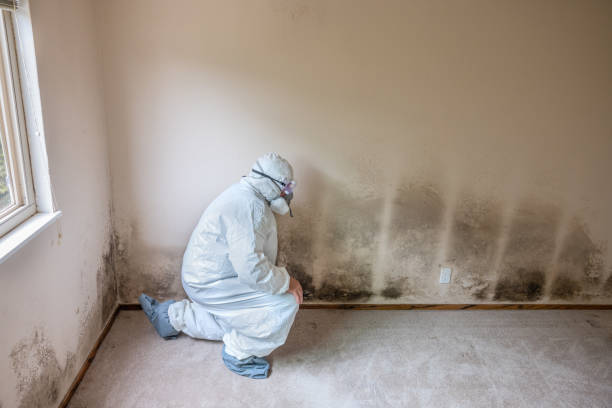 Best Emergency Mold Removal  in Baidland, PA