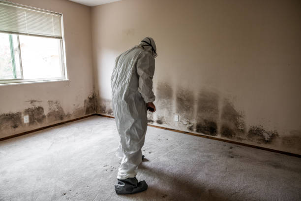 Best Mold Removal Company Near Me  in Baidland, PA