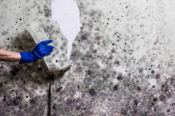Best Commercial Mold Removal  in Baidland, PA
