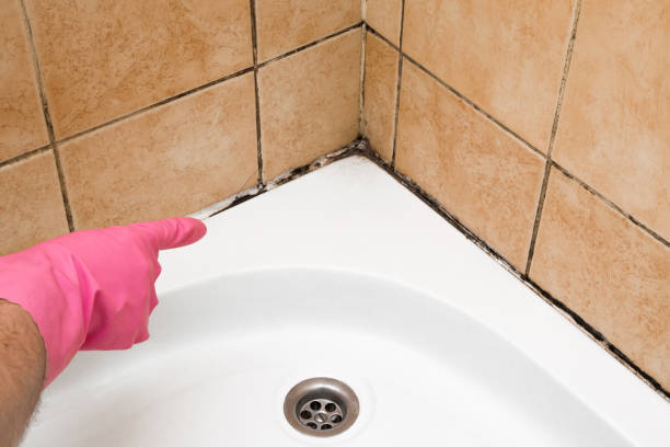 Best Office Mold Removal Services  in Baidland, PA