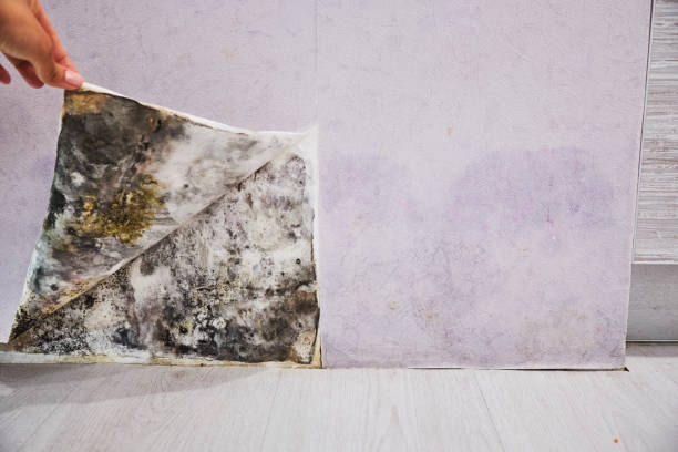 Professional Mold Removal in Baidland, PA